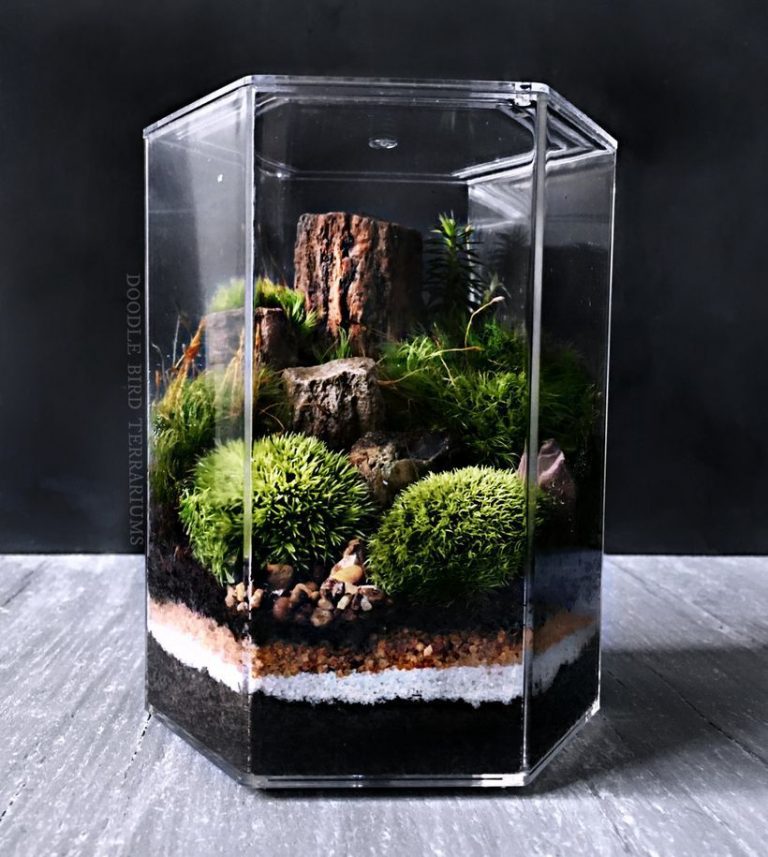 Bonsai Terrarium Miniature Landscaping Jars Savillefurniture