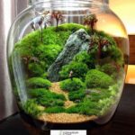 Bonsai Terrarium Miniature Landscaping