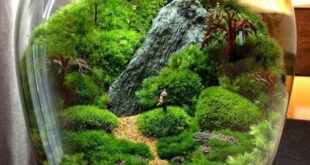 Bonsai Terrarium Miniature Landscaping