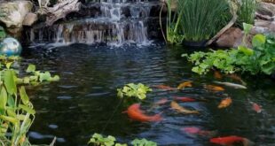 Backyard Fish Pond Garden