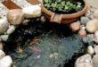 Backyard Fish Pond Garden