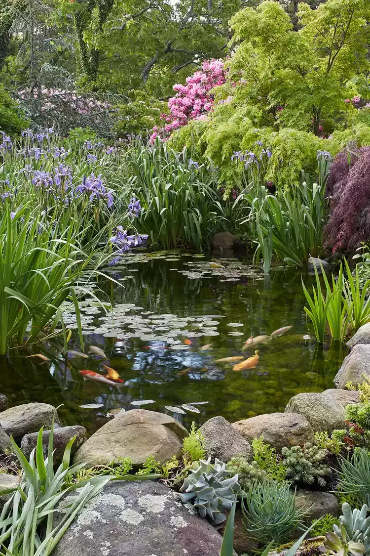 Backyard Fish Pond Garden