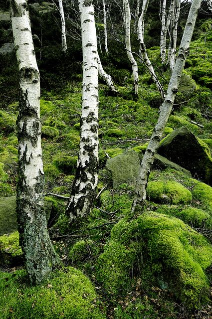 Birch Wood