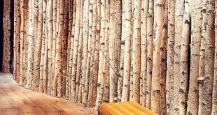 Birch Wood