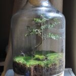 Bonsai Terrarium Jars