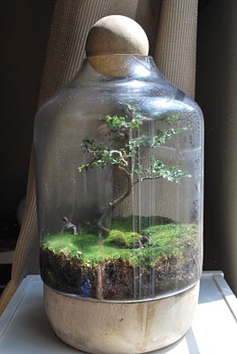 Bonsai Terrarium Jars Create Your Own Miniature Garden Oasis with These Unique Plant Containers