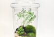 Bonsai Terrarium Jars