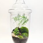 Bonsai Terrarium Jars