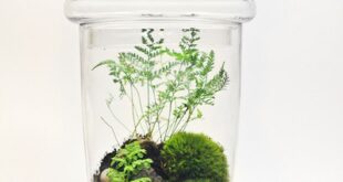 Bonsai Terrarium Jars