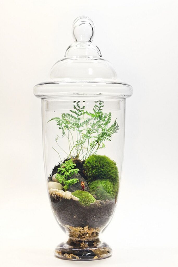 Bonsai Terrarium Jars