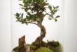 Bonsai Terrarium Miniature Landscaping