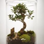 Bonsai Terrarium Miniature Landscaping