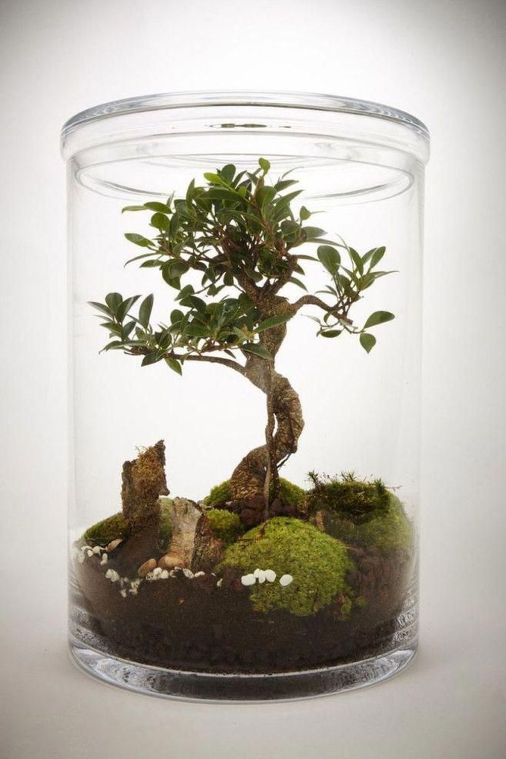 Bonsai Terrarium Miniature Landscaping Achieve Stunning Miniature Landscapes with Bonsai Terrariums