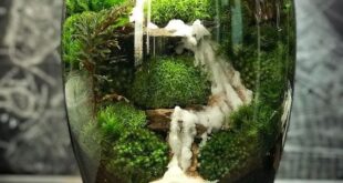 Bonsai Terrarium Miniature Landscaping