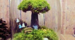 Bonsai Terrarium Miniature Landscaping