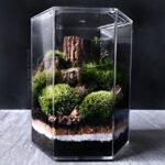 Bonsai Terrarium Miniature Landscaping