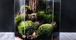 Bonsai Terrarium Miniature Landscaping