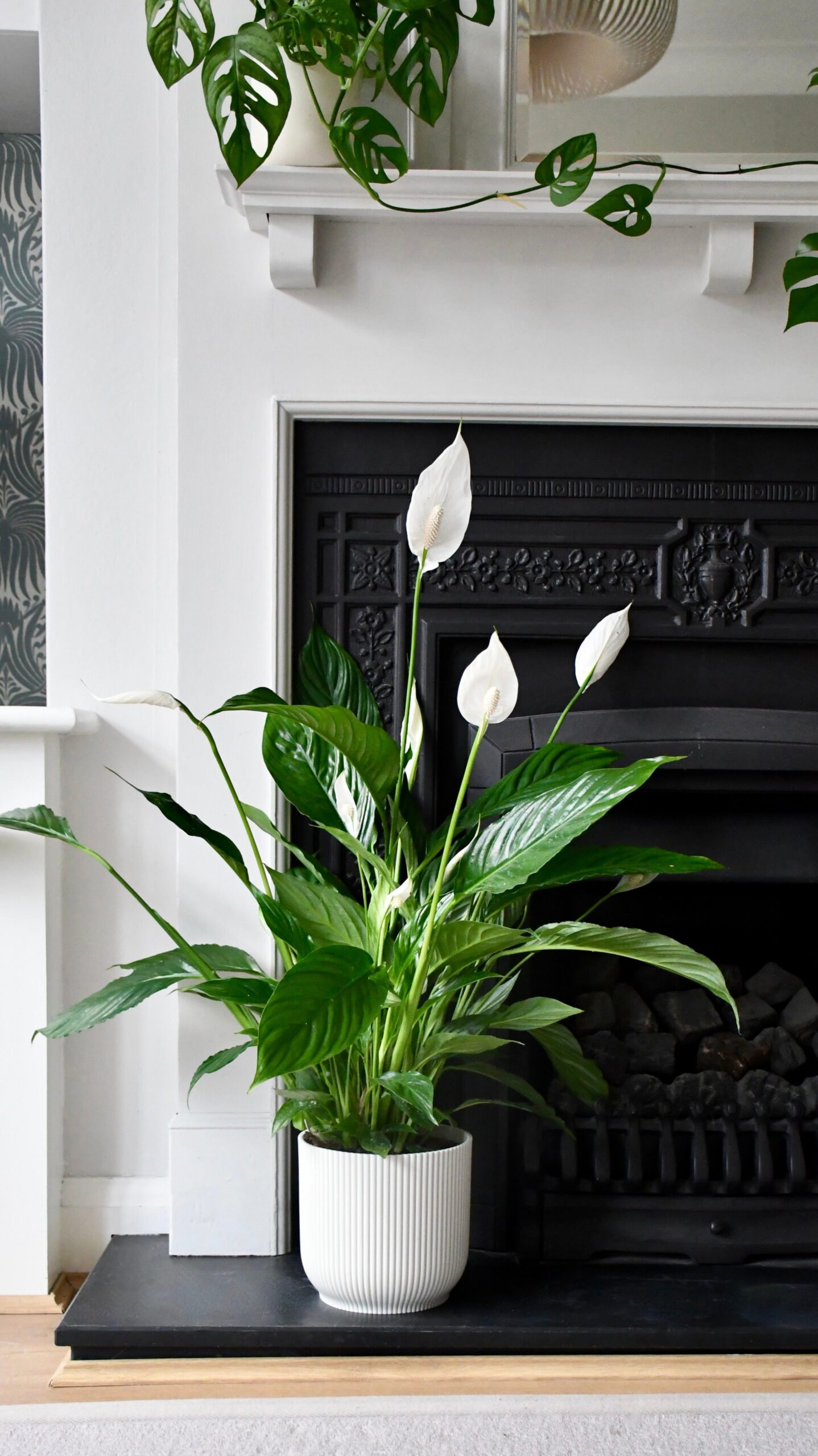 Buying Houseplants Tips for Finding the Perfect Indoor Plants at Your Local Garden Center