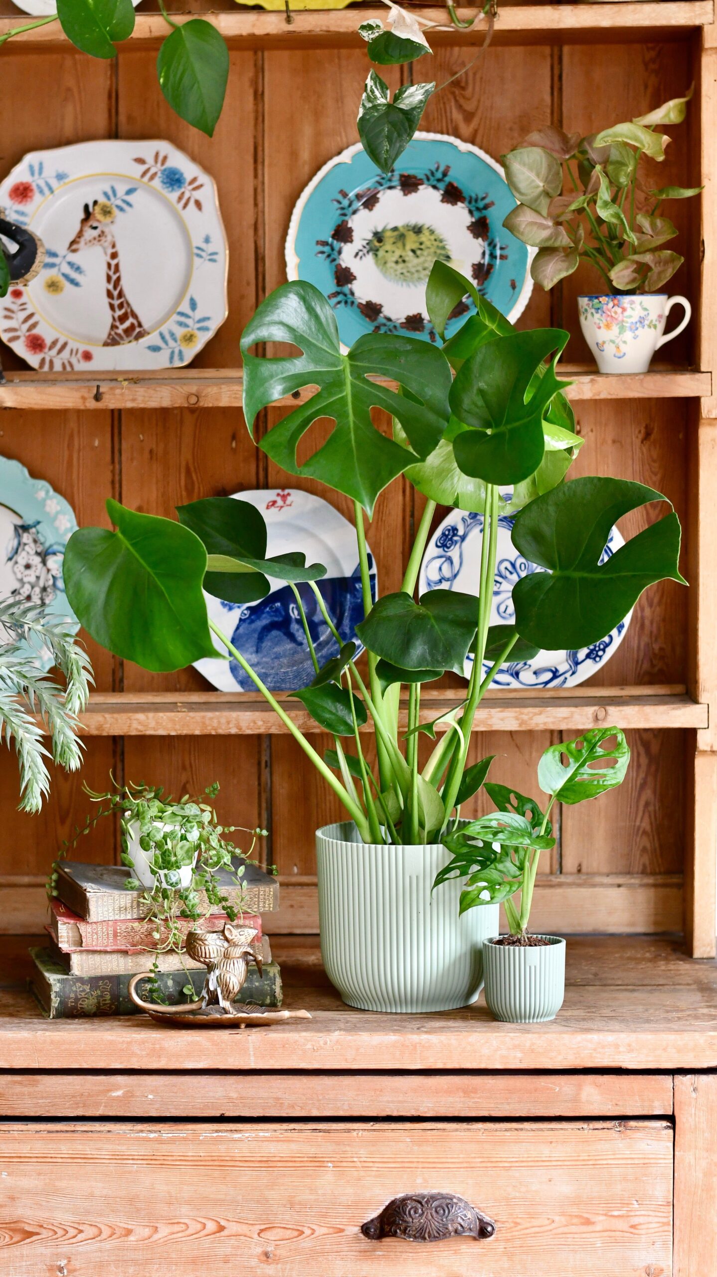 Buying Houseplants Tips for Selecting the Best Indoor Plants for Your Home