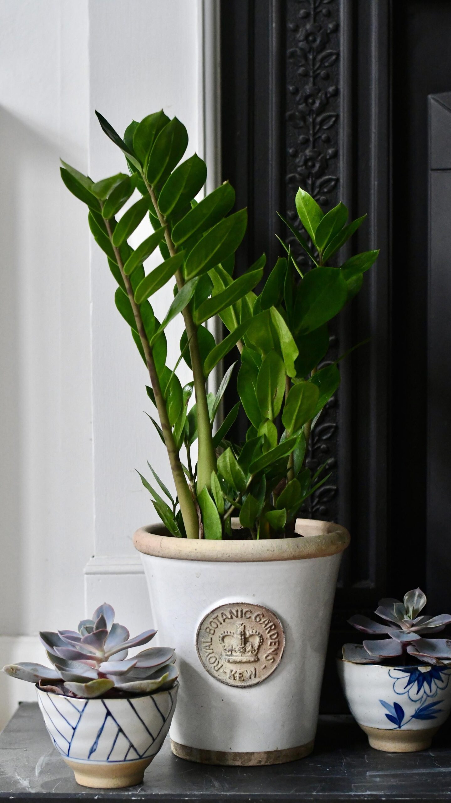 Buying Houseplants Tips for Selecting the Perfect Indoor Plants for Your Home