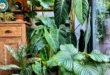 Buying Houseplants