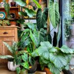 Buying Houseplants