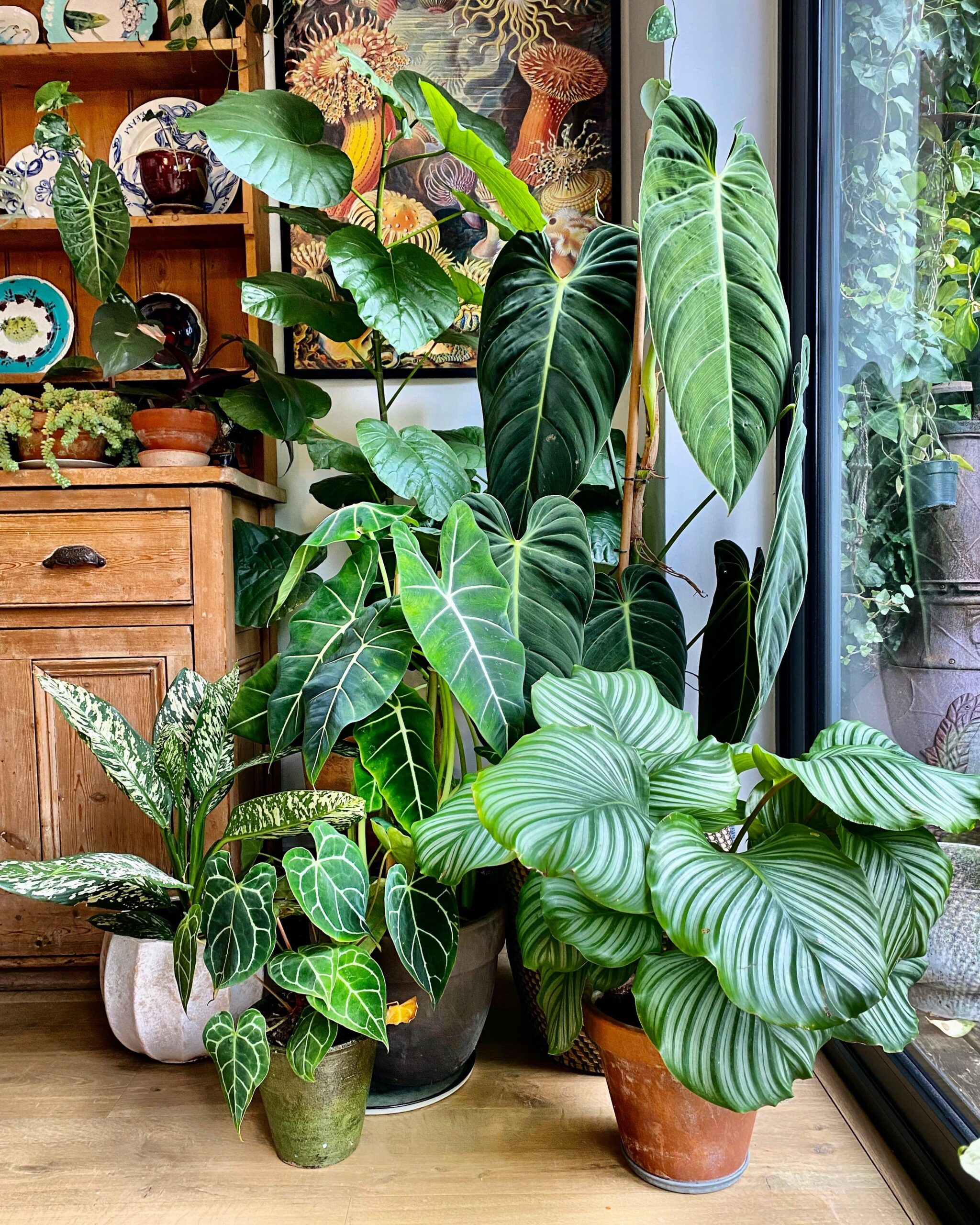 Buying Houseplants : Tips for Successful Houseplant Shopping