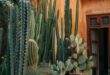 Cactus Decor For Your Home