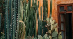 Cactus Decor For Your Home