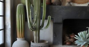 Cactus Decor For Your Home