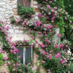 Climbing Roses House