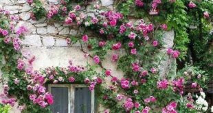 Climbing Roses House