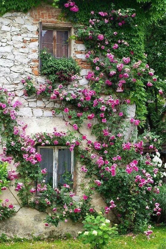 Climbing Roses House