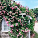 Climbing Roses House