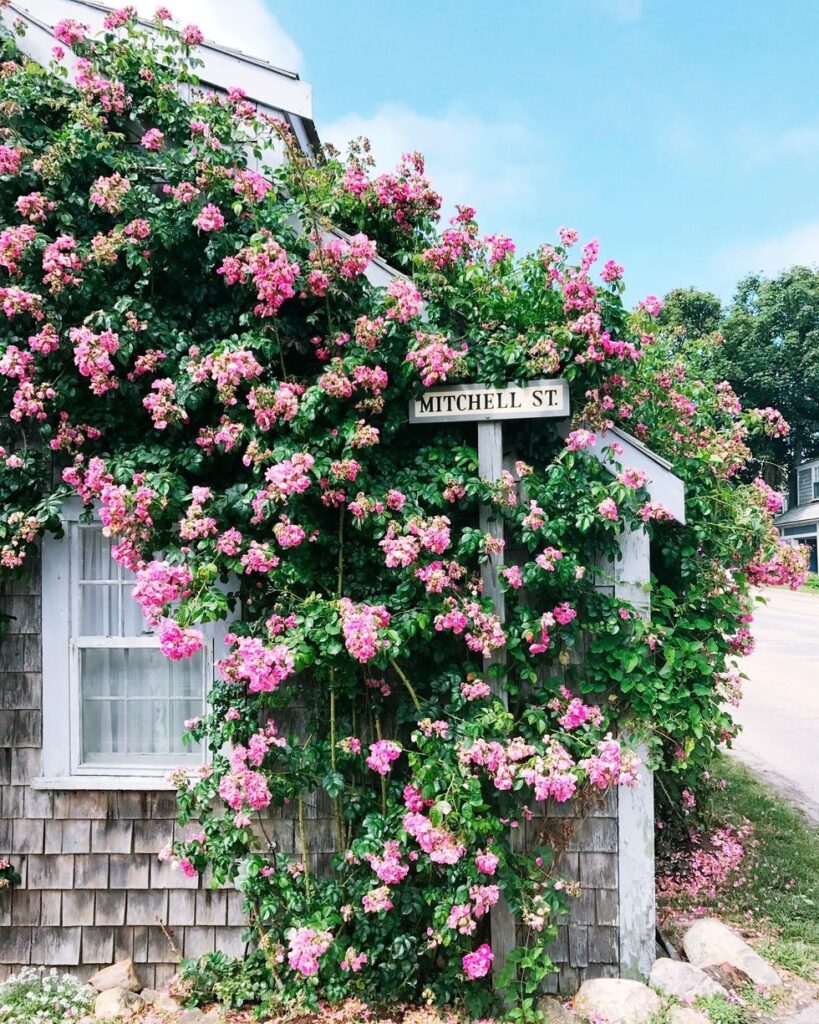 Climbing Roses House