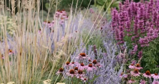 Flower Frontyard