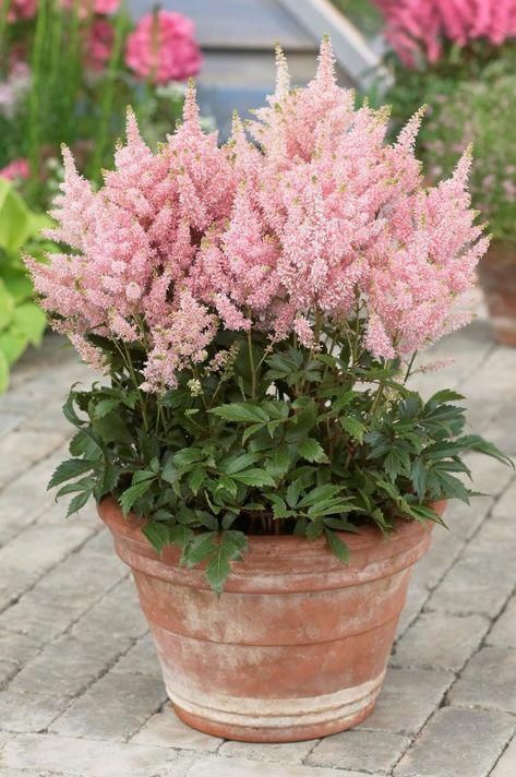 Front Door Flower Pots Enhance Your Entryway with Beautiful Blooms in Decorative Plant Containers