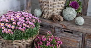 Front Door Flower Pots