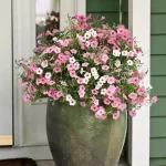 Front Door Flower Pots