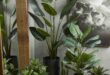 Indoor Plants Decor