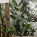 Indoor Plants Decor