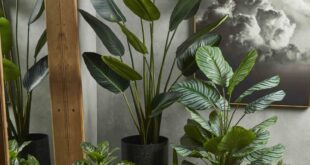 Indoor Plants Decor