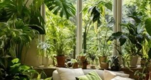 Indoor Plants Decor