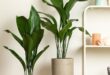 Indoor Plants Decor