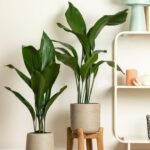 Indoor Plants Decor