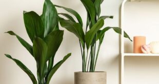 Indoor Plants Decor