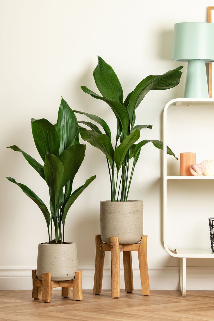 Indoor Plants Decor Transforming Your Space with Stylish Greenery for a Cozy Home