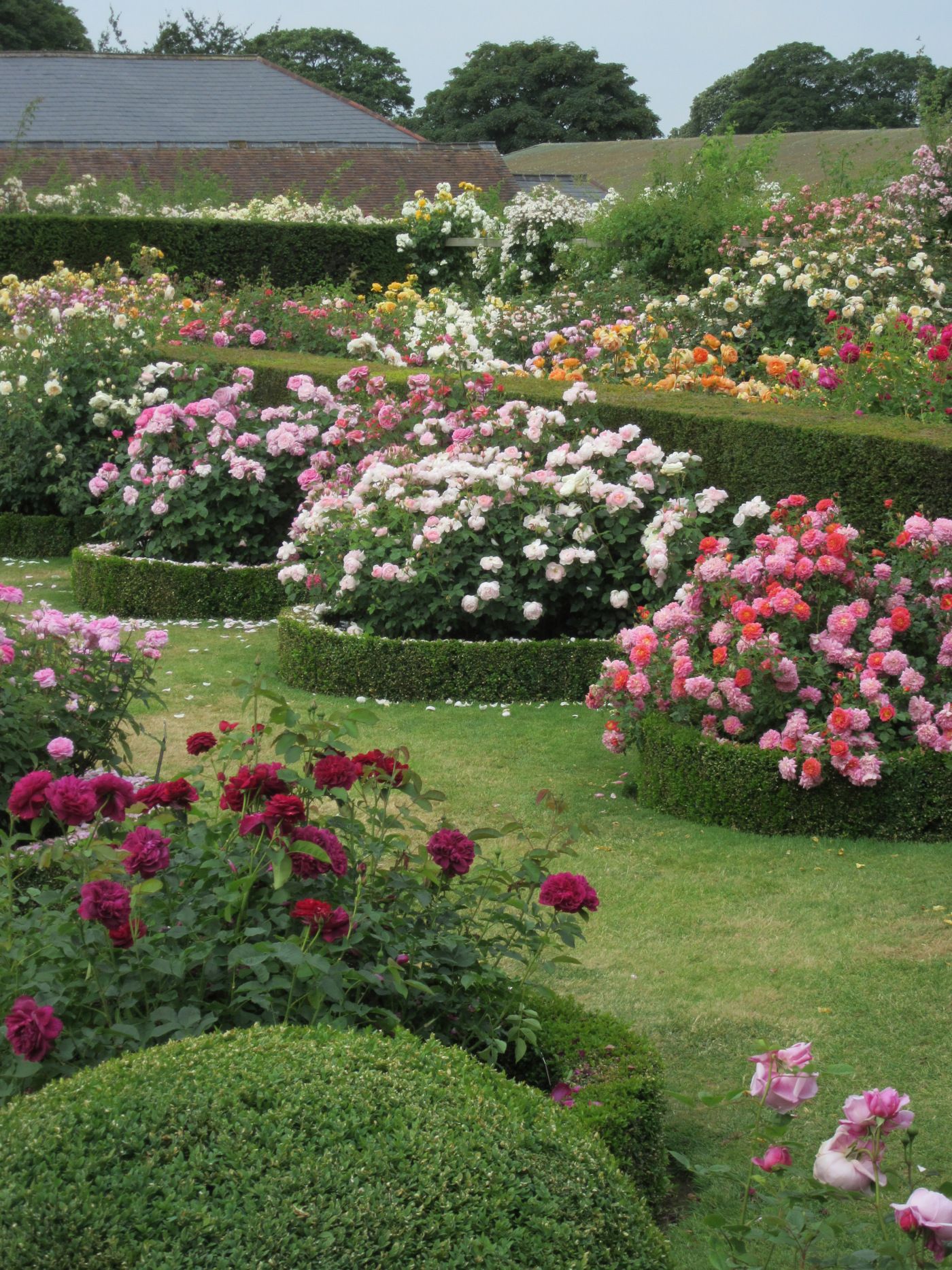 Rose Flower Garden A Blooming Oasis of Fragrant Roses