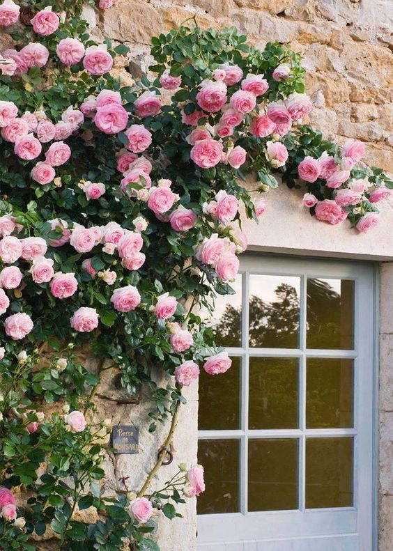 Rose Flower Garden Breathtaking Blooms in a Lush Garden Haven