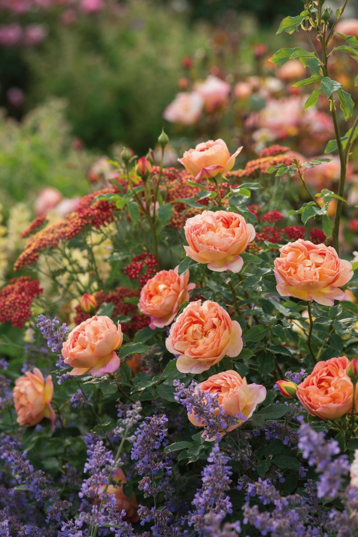 Rose Flower Garden : Discover the Beauty of a Rose Flower Garden with Hundreds of Varieties in Full Bloom